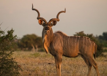 greater-kudu-bull-at