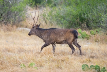 sika-deer-buck-south-texas-walking-to-left-field-59751821